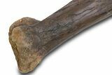 Fossil Raptor (Anzu wyliei) Tibia from Right Leg - Montana #379505-6